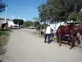 Atların çiftleşmesi 2