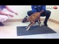 Raw Video: Cracker Jack The Dog