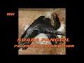 Suara Panggil Walet ""PAJERO LIMITED EDISION""