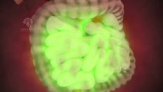 How Pills Are Absorbed In Your Body - Creativelearning3D