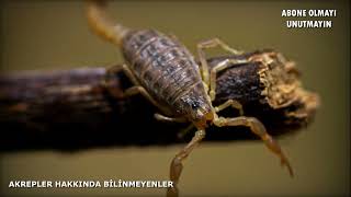 Akrep Belgeseli - İlginç Bilgiler