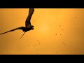 Relaxing Harp Music, Calming Music, Relaxation Music, Meditation Music, Instrumental Music, ☯3346