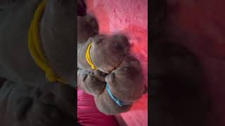 Staffordshire Bull Terriers 16 Days Old - Staffariblue