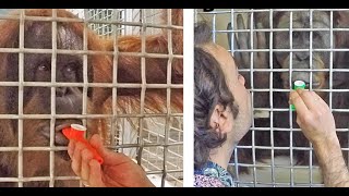 Orangutans use kazoos and unlock vocal clues