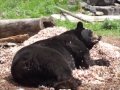 Ted~E~Bear frolicking in the cedar pile at NABC www.bear.org, with Love from Donna Geode.wmv