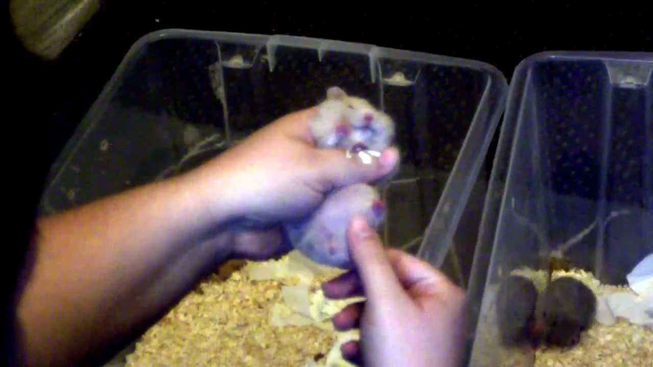 Japanese milf orgy hamster