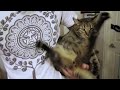 Kitty Shake Bath