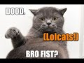 lolcats