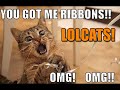 lolcats