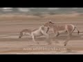 Indian wild Asses mating!