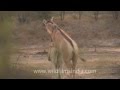 Indian wild Asses mating!