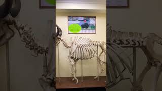 Gaur Skeleton