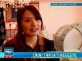 Caini Tratati Regeste Stirile Pro Tv 09 04 2013 images Caini Tratati Regeste Stirile Pro Tv 09 04 2013