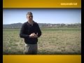 Semer du maïs sous un couvert de légumineuse - ARVALIS-infos.fr