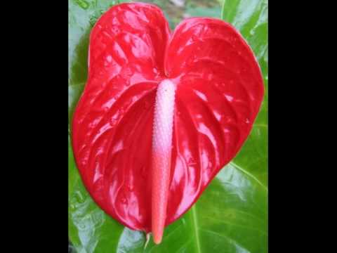 Cultivo de Anturios. Cultivo de Anturios. 1:46. Muestra flores de Anturios.