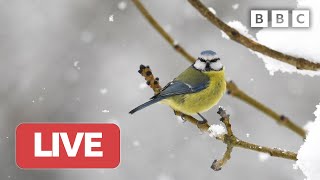 Live Wildlife Cameras 27 January Bbc Winterwatch 2023