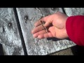 Beach Hunt with Fisher F2