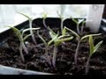 How to grow tomatoes : pricking out / transplanting seedlings