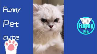 Funny And Cute Animals in Chinese TikTok Vines Compilation 2018 part 19 VERY FUNNY ANIMALS