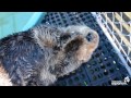 Rescued Sea Otter Munches His Clams