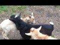 Funniest Goat Video Ever!