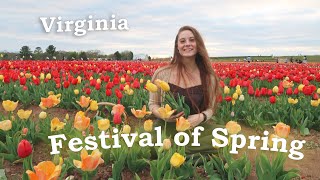 Burnside Farms🌹Festival of Spring TULIPS in Virginia🌷