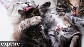 Kitten Rescue Cat Cam powered by EXPLORE.org Kitten Rescue Cat Cam powered by EXPLORE.org