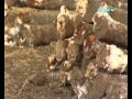 214 darab lőszert találtak Újbudán