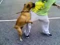 bacak siken köpek