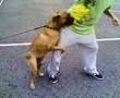 bacak siken köpek