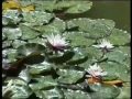 A Song for Eva Cassidy, Sung by Belinda Isaac