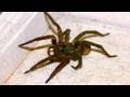 Giant Kitchen Spider