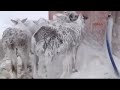 برودة الطقس تُجمد الحيوانات في مناطق قريبة من الحدود التركية السورية