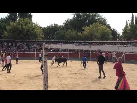 ENCIERROS GALAPAGAR 2018.PERRO EN LA PLAZA