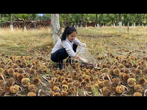 Vlog 734| LẦN ĐẦU TRẢI NGHIỆM THU HOẠCH HẠT DẺ TẠI NÔNG TRẠI Ở MỸ.