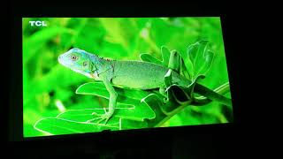 Optoma Uhd50