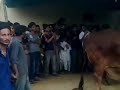 Danger Bull Qurbani 2013 On Bakra Eid images Danger Bull Qurbani 2013 On Bakra Eid