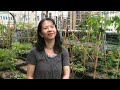 Rooftop farms flourish in space-starved Hong Kong