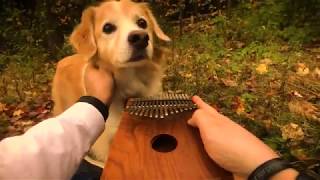 Музыкальная Собака Внимательно Слушает Мелодию