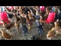 Desi Murga Farm ( Poultry Farm )