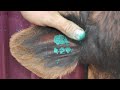 How to Tattoo an Angus