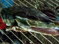 Kepala BIAWAK yg di PENGGAL masih Gerak