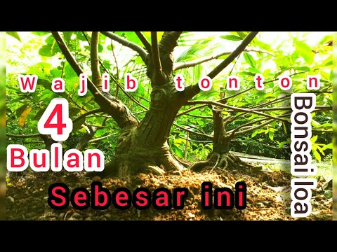 🩸tonton sekarang//cara cepat memperbesar batang Bonsai loa