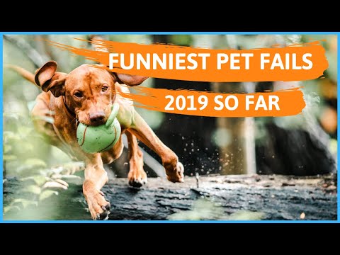 Try Not To Laugh Challenge - Funny Dog & Cat Vines compilation 2019