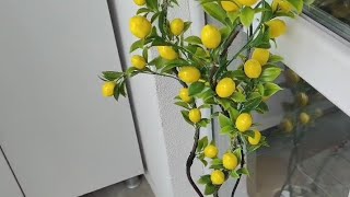 Limon Ağacı Yapımı