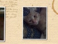 I miei magnifici 10 gatti