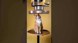 Hydraulic Press Crushed Cat