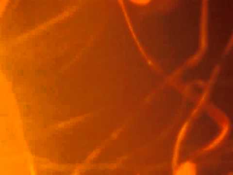 Feet-like Fins Video