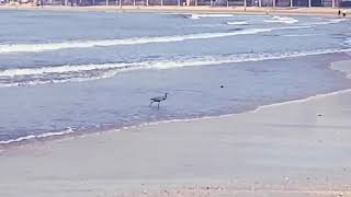 Black Cormorant