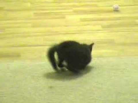 funny kitten videos. Funny Cute Crazy Kitten